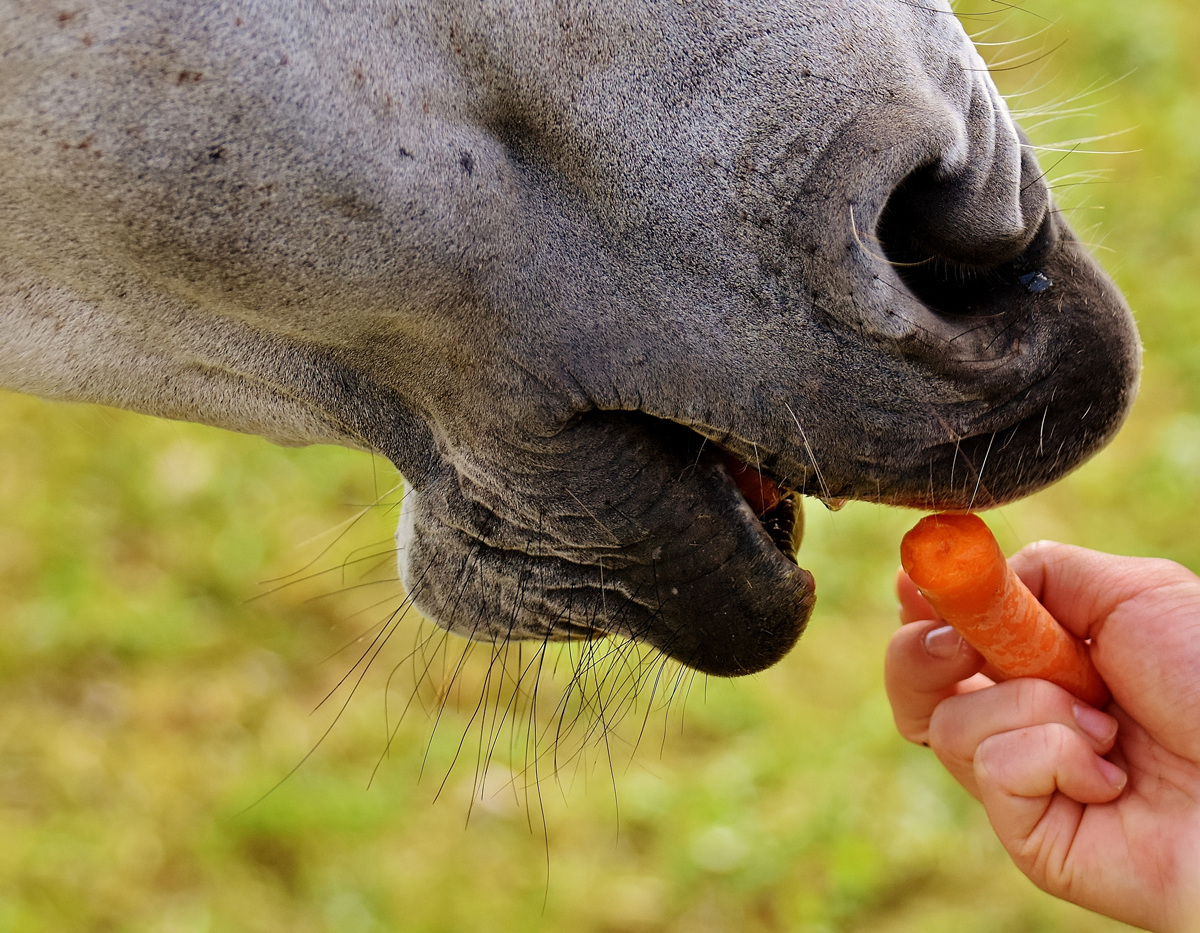 A horse being hand fed a carrot