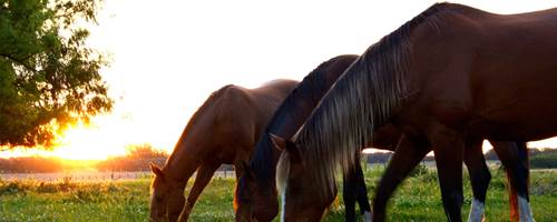 What does a racehorse eat and drink?