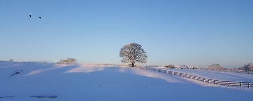 The Not-So-Secret Diary of Diva the Shetland Pony - No 39 Another Lockdown and Lots of Snow