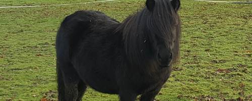 The Not-So-Secret Diary of Diva the Shetland Pony - 40 – False Spring?