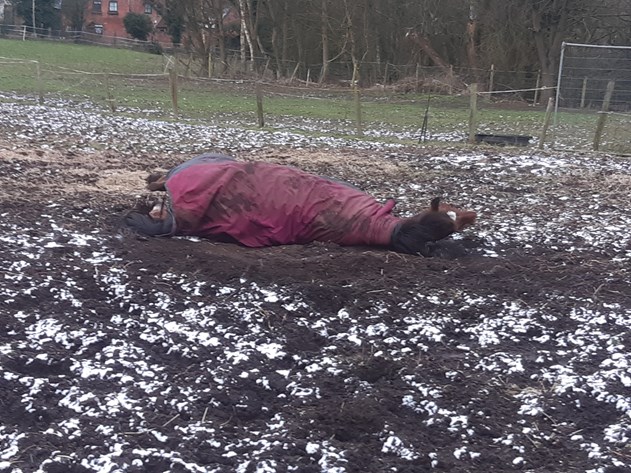 Horse on the snowy floor