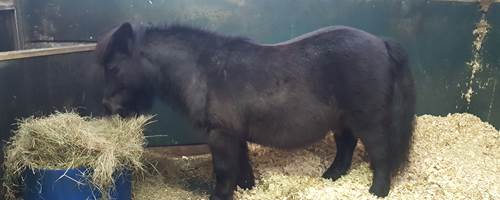 The Not-So-Secret Diary of Diva the Shetland Pony - Naughty Ponies and Lorry Dogs