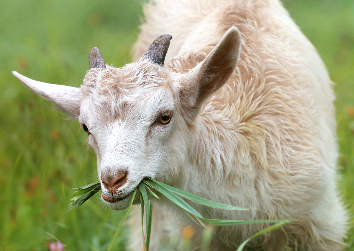 A goat chewing long pieces of thick grass