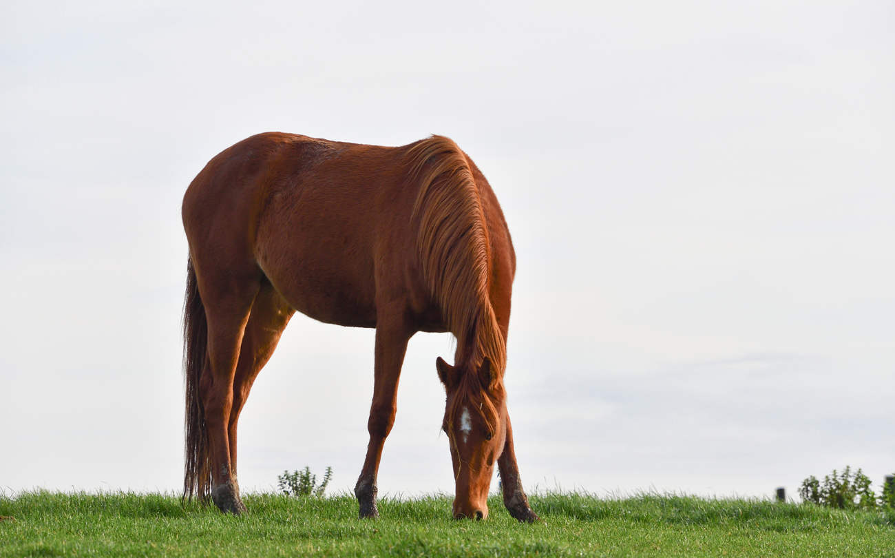 A horse grazing in a field