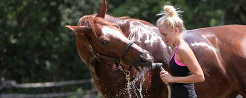 How to wash your horse