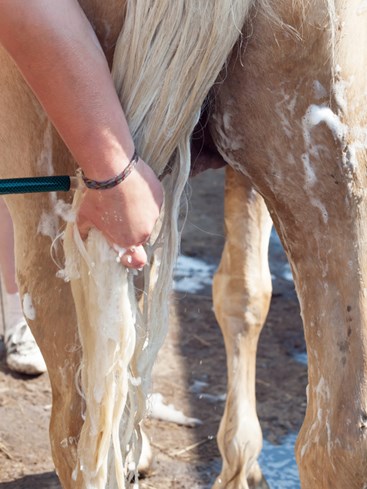 Rinsing horse tail