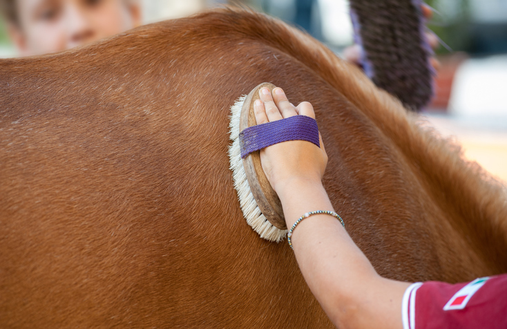 Horse Brush