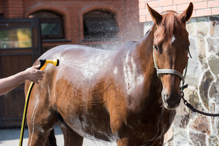 Washing horse