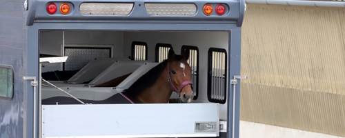 6 times you’ll need a horse passport