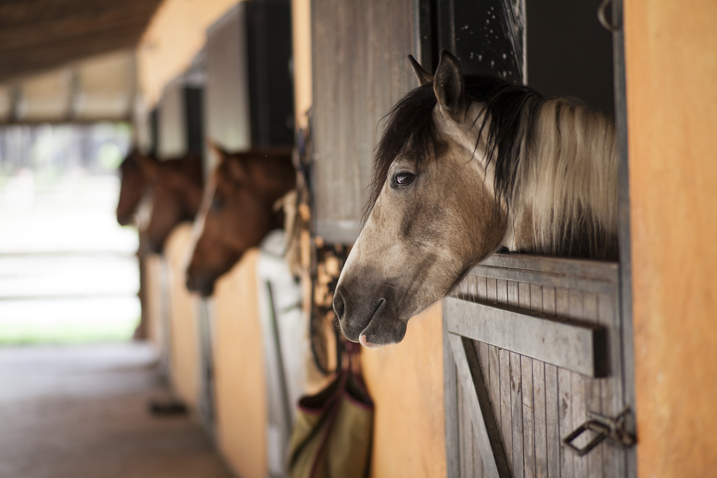A stable with four horses poking their heads out of each door