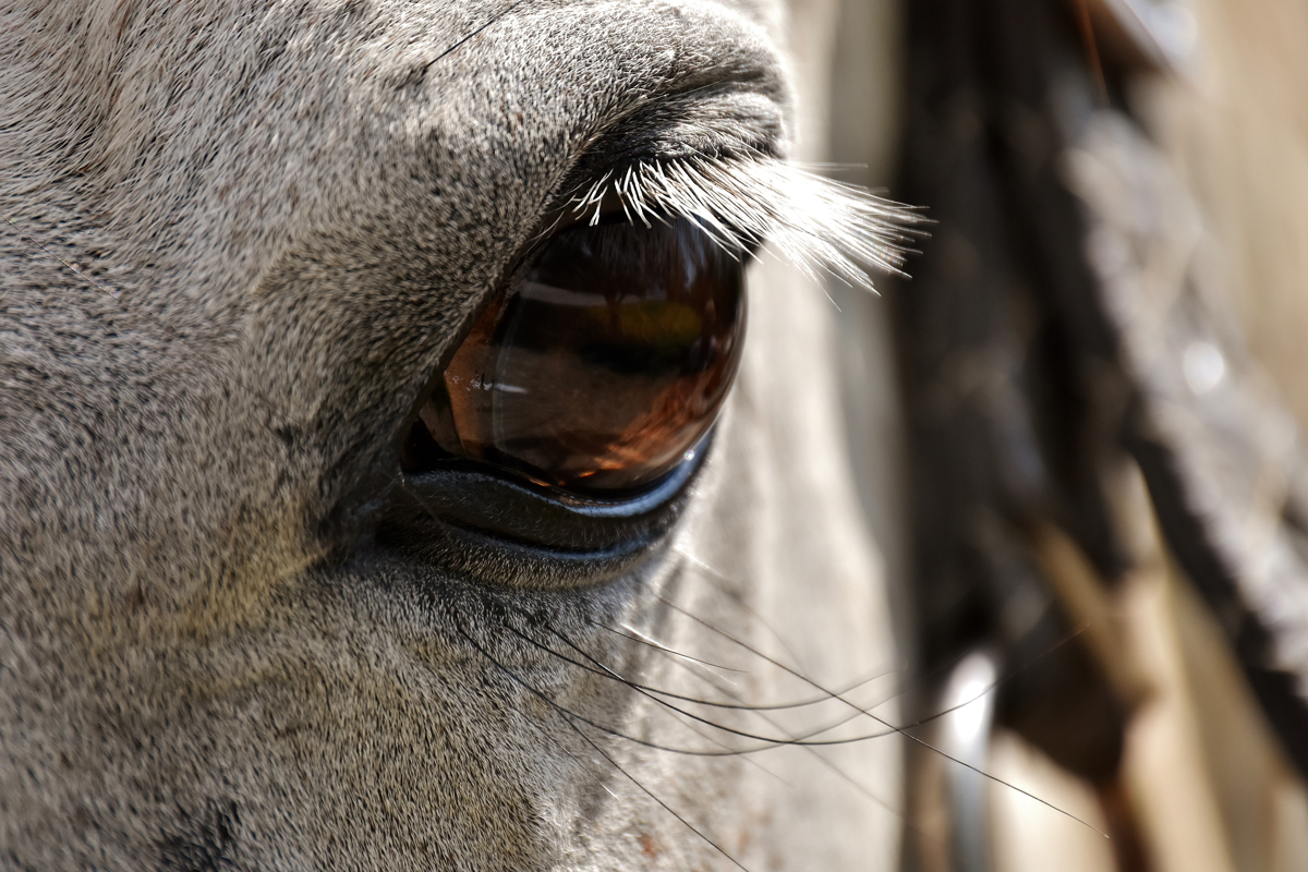 A close up on a horses eye