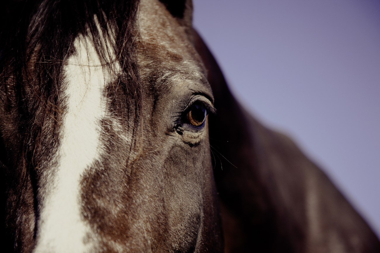 Half of a racehorses face focused on its eye