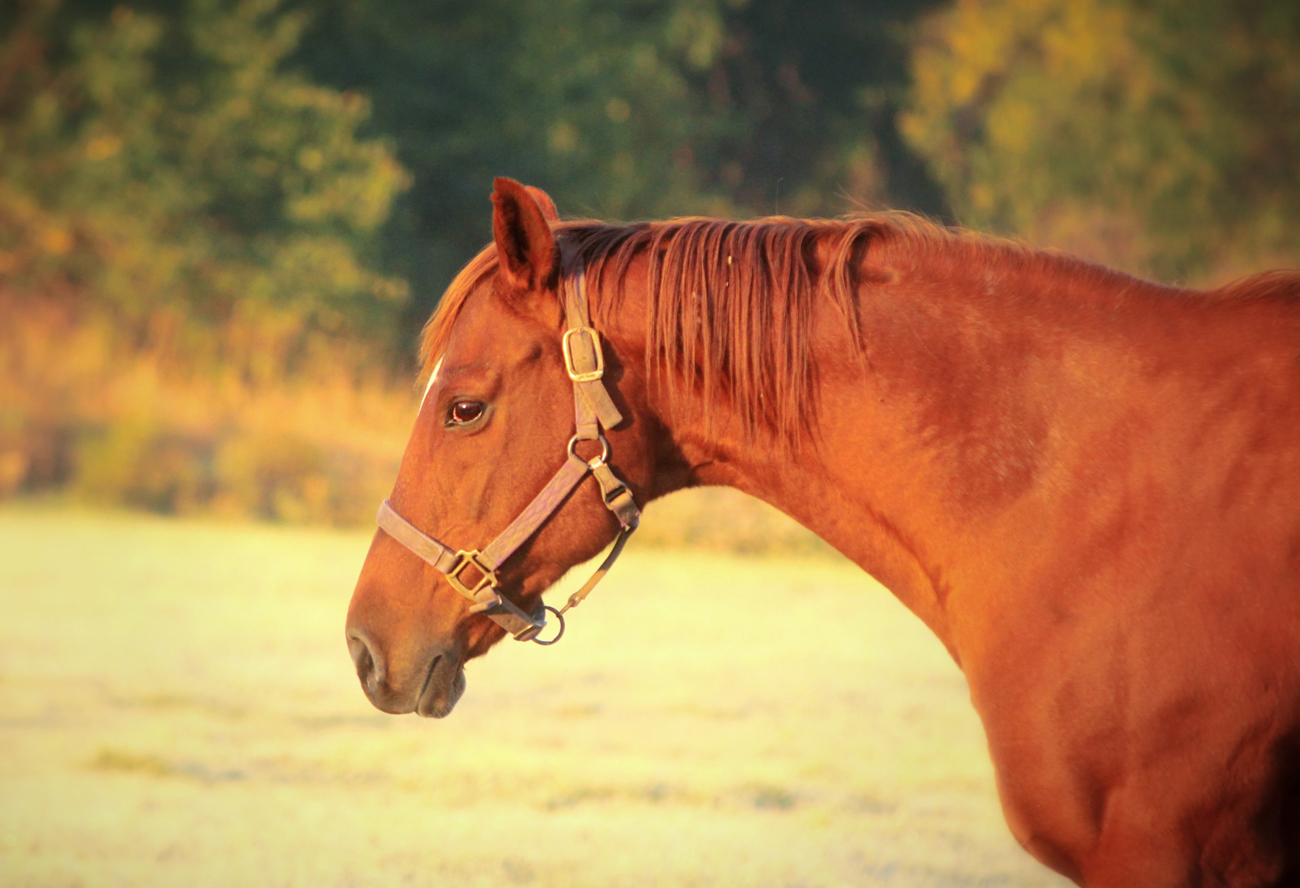 A horse standing in a field at golden hour