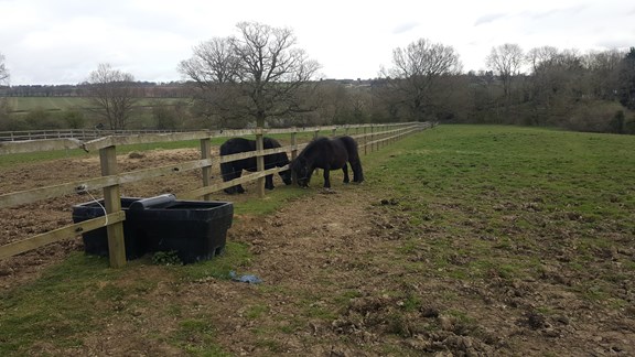 Horses socialising