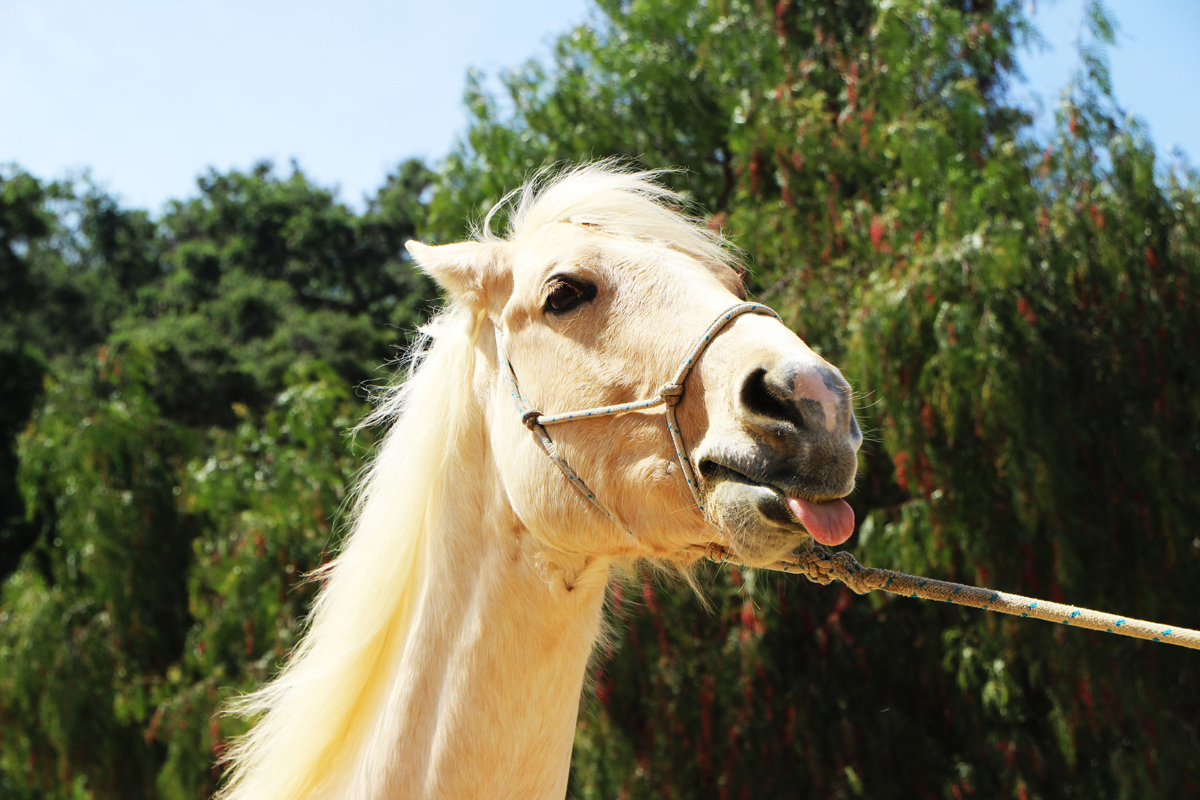 A lightly coloured horse with its tongue hanging out