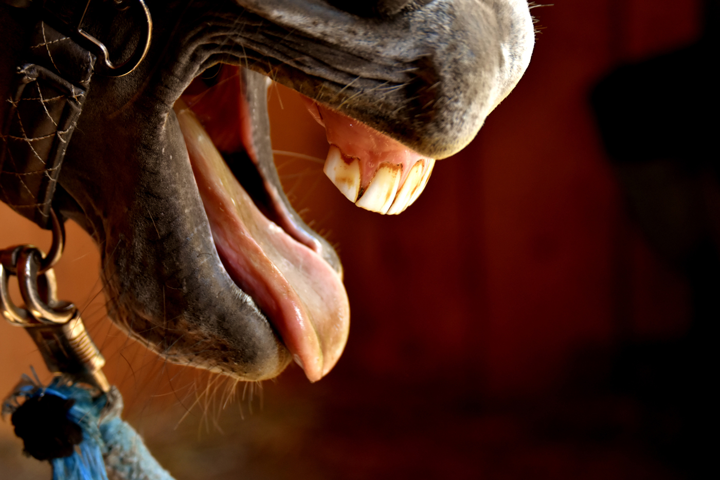 A horse with its mouth open in a stable with its tongue out