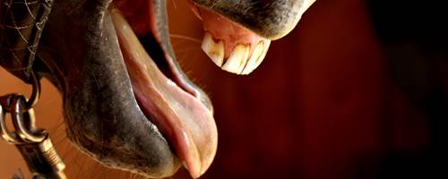 Why is my horse coughing?