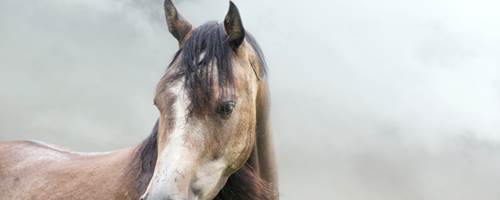 Caring for your horse in wet weather