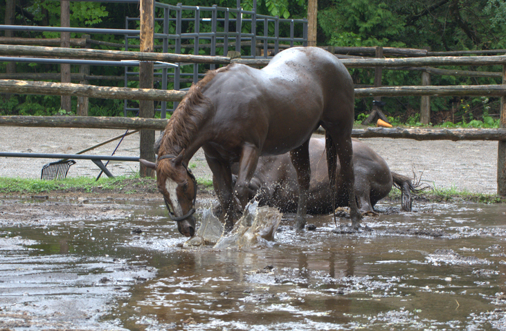 Horses playing in water