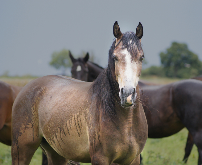 Wet horses