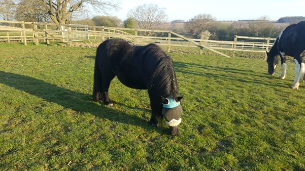 Shetland Pony