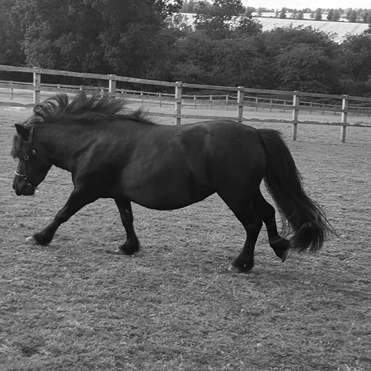 Shetland exercising