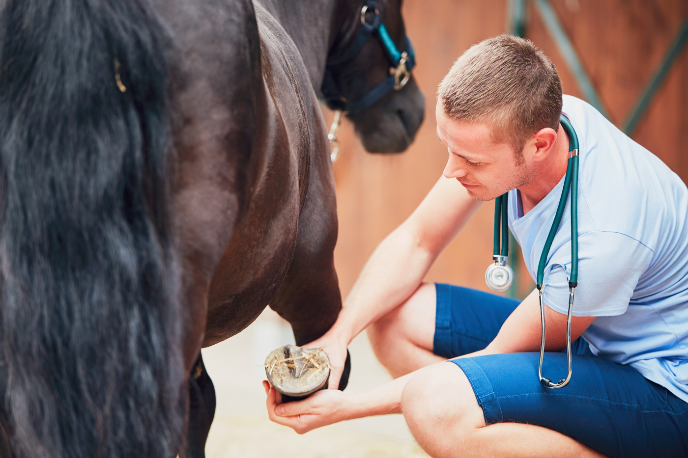 A horse vet holding a horses leg that is injured