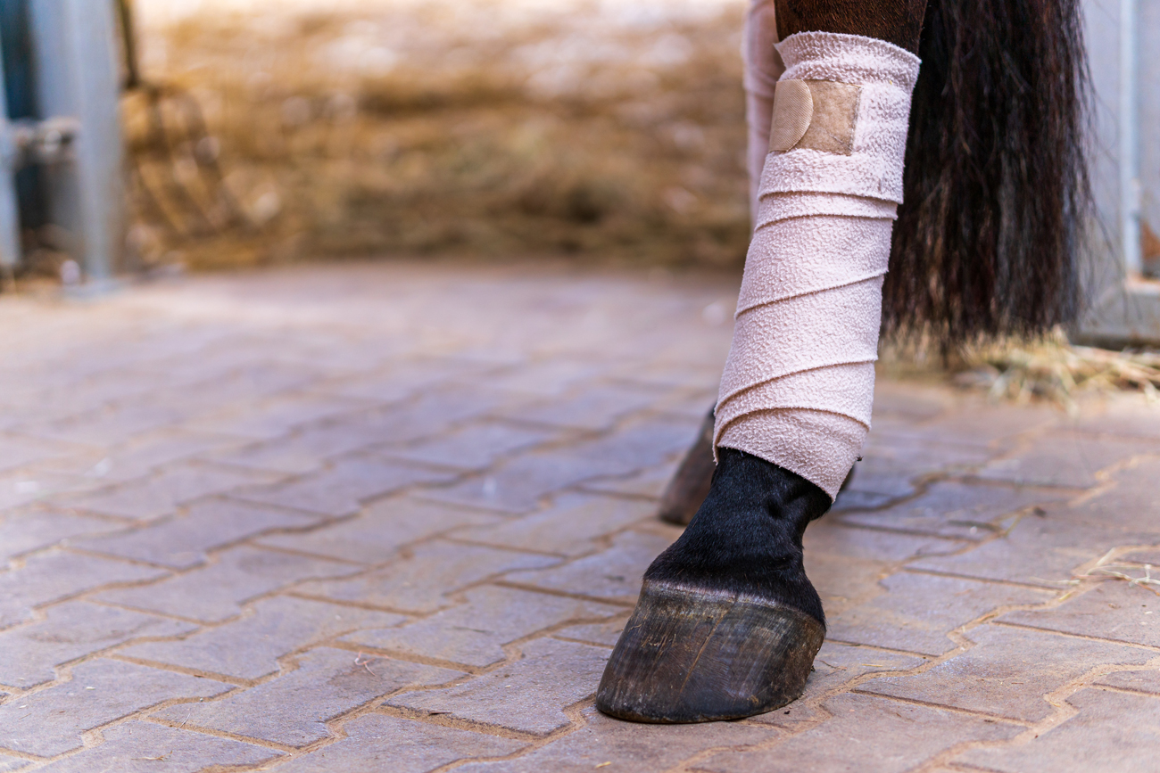 A bandage wrapped around a horses injured leg