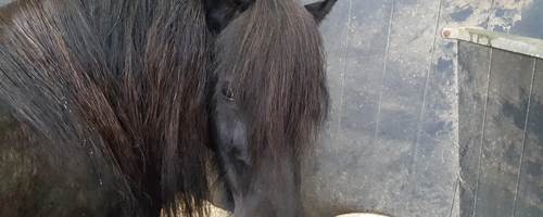The Not-So-Secret Diary of Diva the Shetland Pony - Escape!