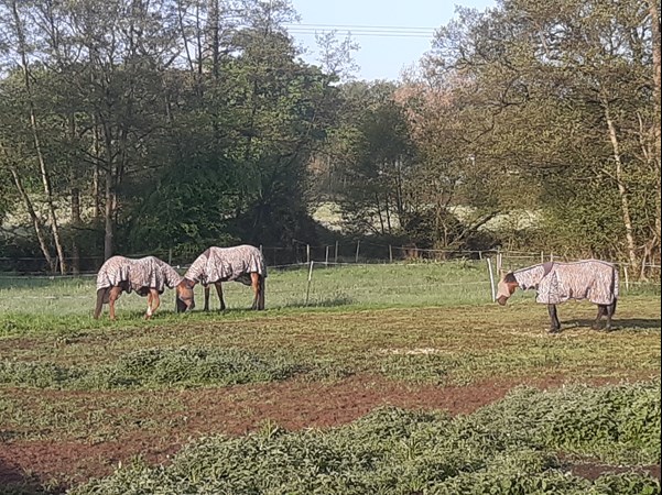 Horses in muddy field