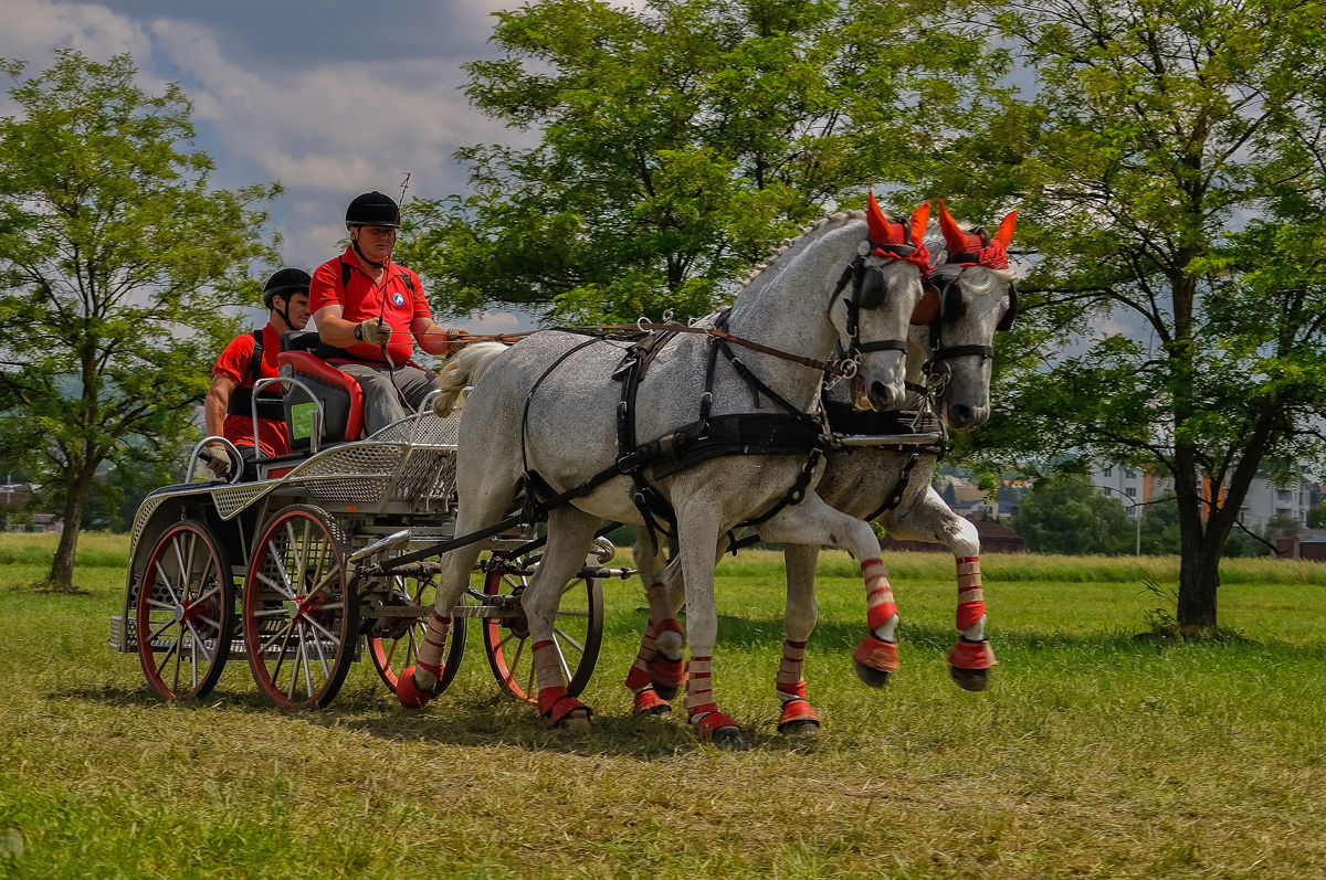 A carriage driving team driving a tandem carriage around a course