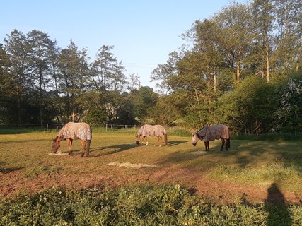 Horses in the field