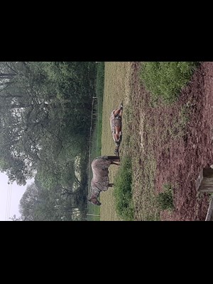 Horses Relaxing