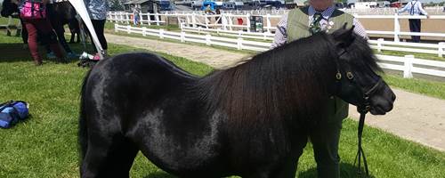 The Not-So-Secret Diary of Diva the Shetland Pony - We’re Out Out!