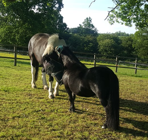 Two horses in the field