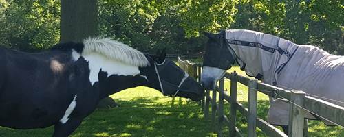 The Not-So-Secret Diary of Diva the Shetland Pony - New Neighbours