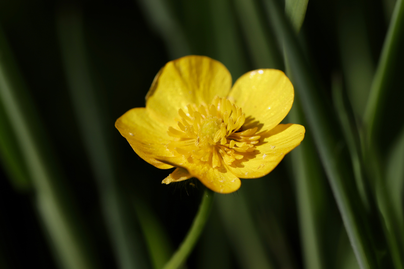 A bright yellow buttercup