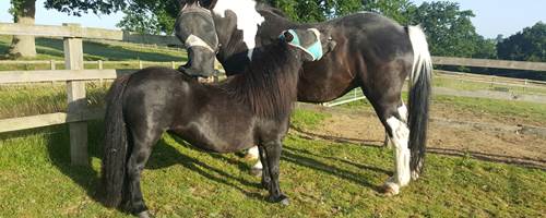 The Not-So-Secret Diary of Diva the Shetland Pony - Heatwaves and Turnout