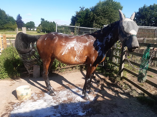 Horse cleaning