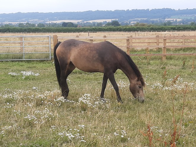 Horse in the field