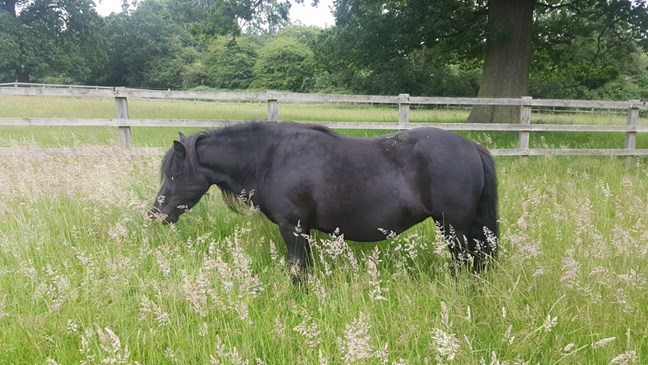 Horse in the field