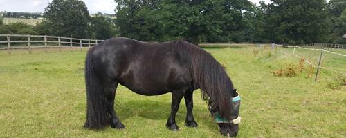 The Not-So-Secret Diary of Diva the Shetland Pony - Rivalry and Birthdays
