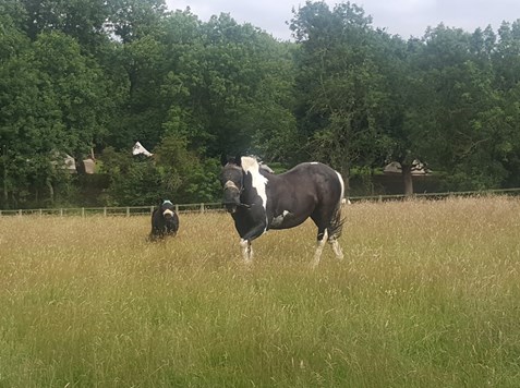 Large horse in the field