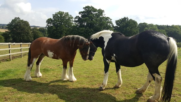 Pony with Mabel