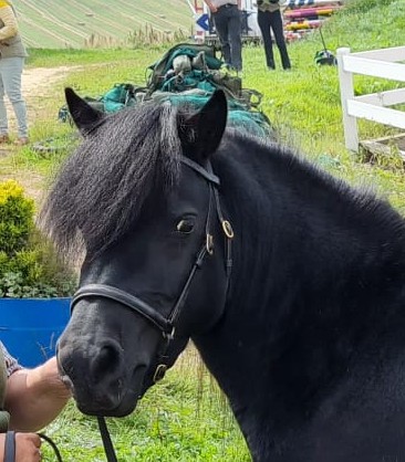 Black shetland