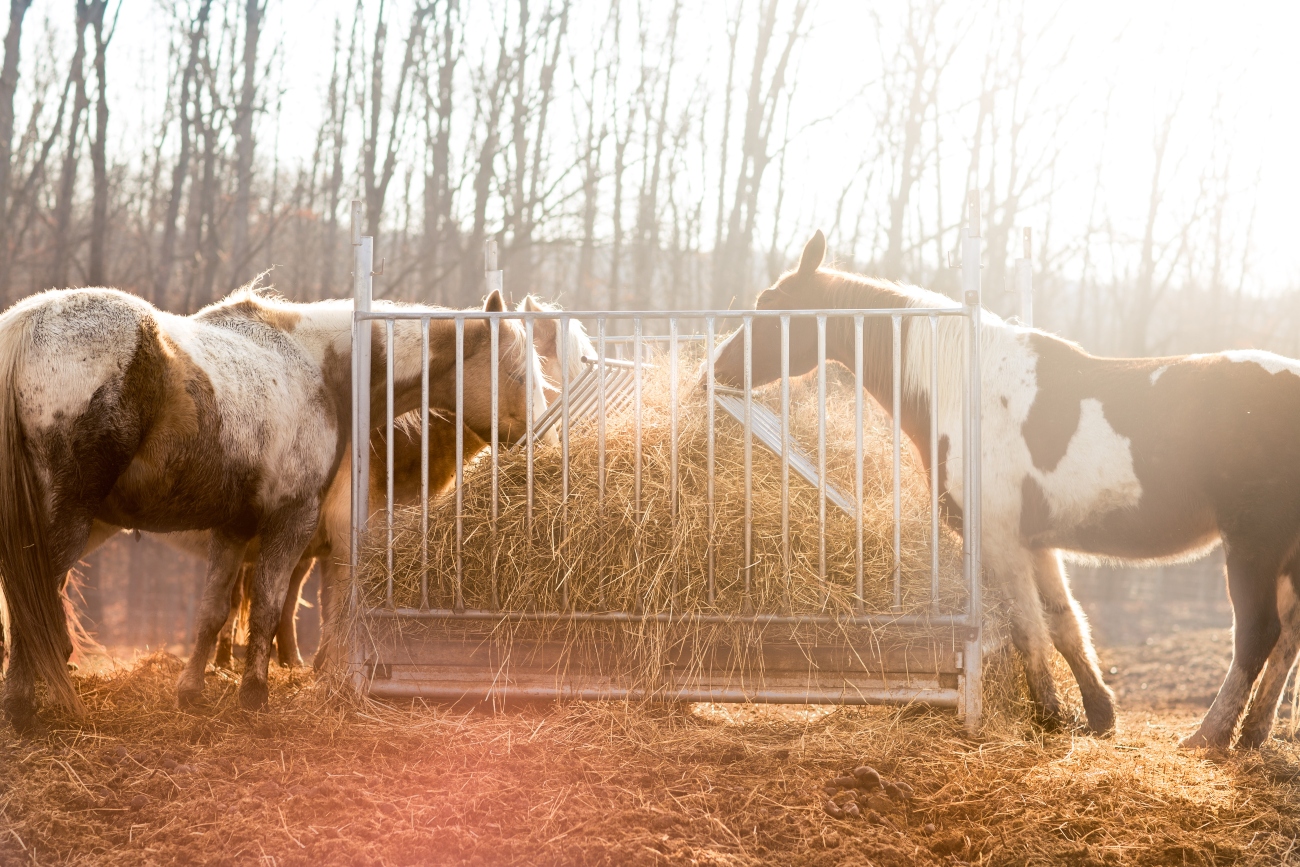 Horse Feed