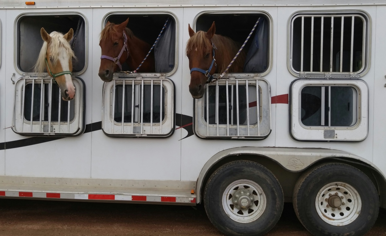 Horses in horsebox