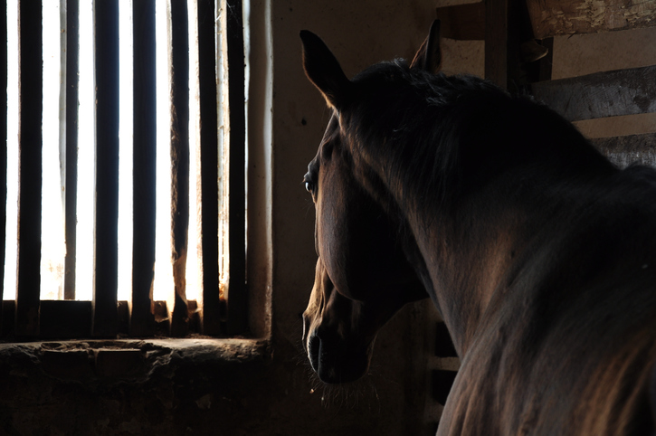 How to tell if your horse is in pain