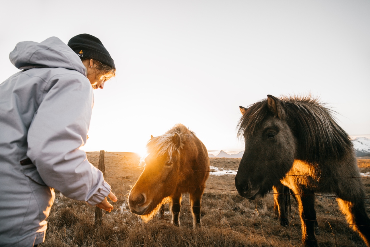 woman feeding horse over fence