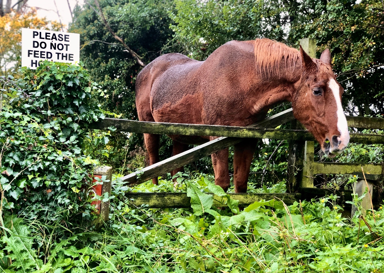 Why the public shouldn’t feed horses